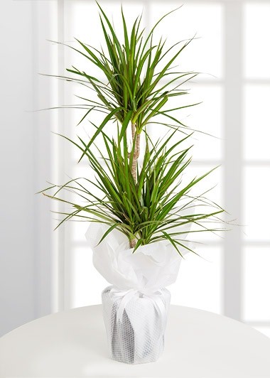 ikili-dracena-marginata