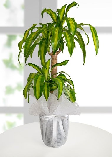 dracena-massengena-2-li